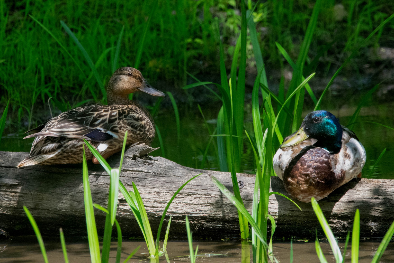 Canard
