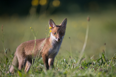 Renard roux