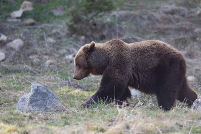 Ours brun
