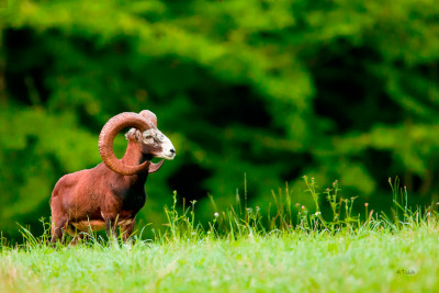 Mouflon