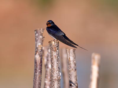 Hirondelle