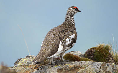 Lagopède