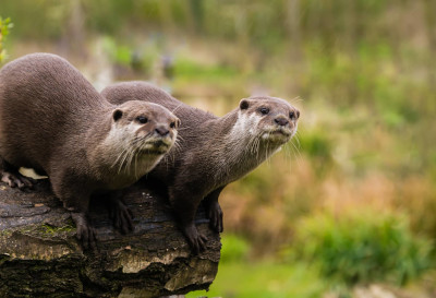 Loutre